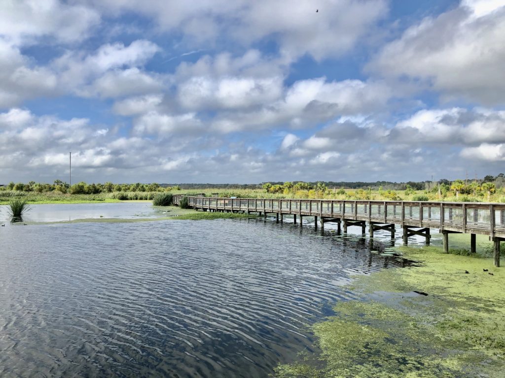 Scenic view of a serene lake in Gainesville, FL, with a wooden boardwalk extending over calm waters, surrounded by lush wetland vegetation and a vibrant blue sky speckled with fluffy white clouds.